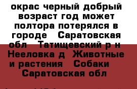 окрас черный добрый возраст год может полтора потерялся в городе - Саратовская обл., Татищевский р-н, Нееловка д. Животные и растения » Собаки   . Саратовская обл.